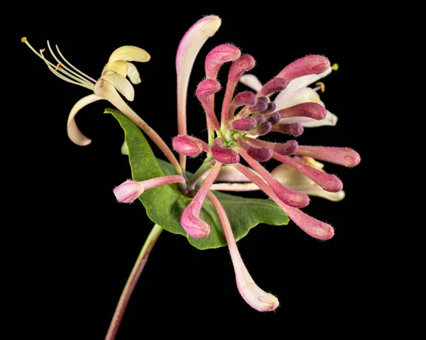 Λουλούδια Από Αγιόκλημα Λατ Lonicera Caprifolium Απομονωμένο Μαύρο Φόντο — Φωτογραφία Αρχείου