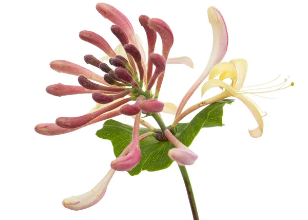 Hanımeli çiçekleri, Lat. Lonicera caprifolium, beyaz arkaplanda izole edilmiş.