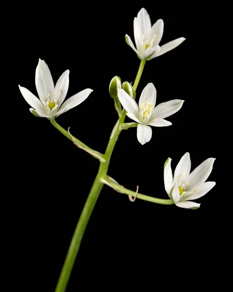 Flor Branca Ornitogalo Isolada Sobre Fundo Preto — Fotografia de Stock