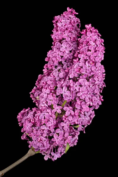 Branche Lilas Fleurs Syringa Vulgaris Isolée Sur Fond Noir — Photo