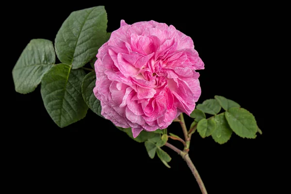 Rosa Blüte Der Rose Isoliert Auf Schwarzem Hintergrund — Stockfoto