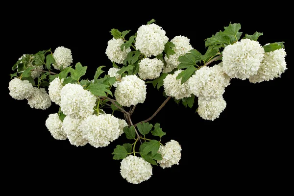 Bloeiende Bloeiwijze Van Viburnum Opulus Roseum Helder Witte Bloembollen Geïsoleerd — Stockfoto