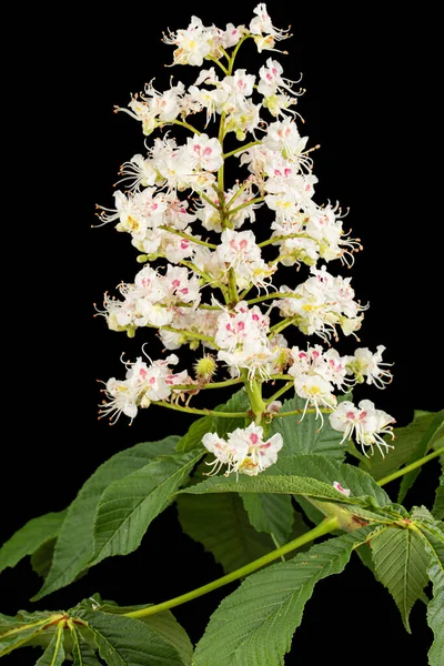 Flores Hojas Castaño Blanco Aesculus Hippocastanum Aisladas Sobre Fondo Negro — Foto de Stock