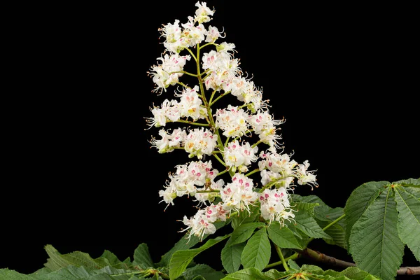 Beyaz Kestane Çiçekleri Yaprak Aesculus Hippocastanum Siyah Arka Planda Izole — Stok fotoğraf