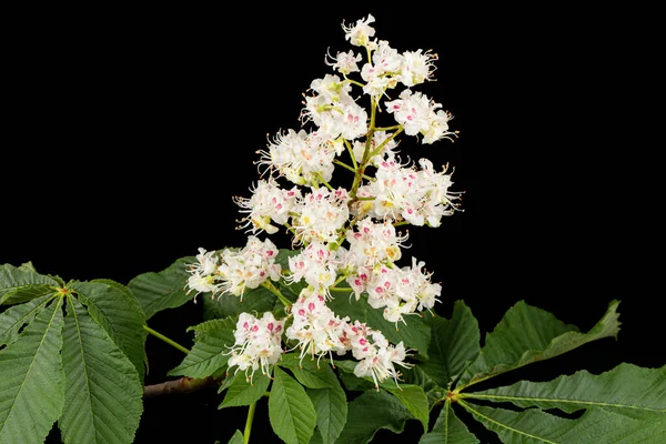 Weiße Kastanienblüten Und Blätter Aesculus Hippocastanum Isoliert Auf Schwarzem Hintergrund — Stockfoto