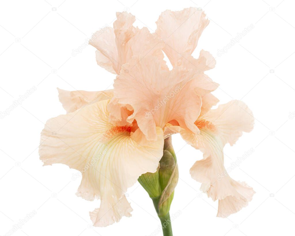 Pink flower of iris, isolated on white background