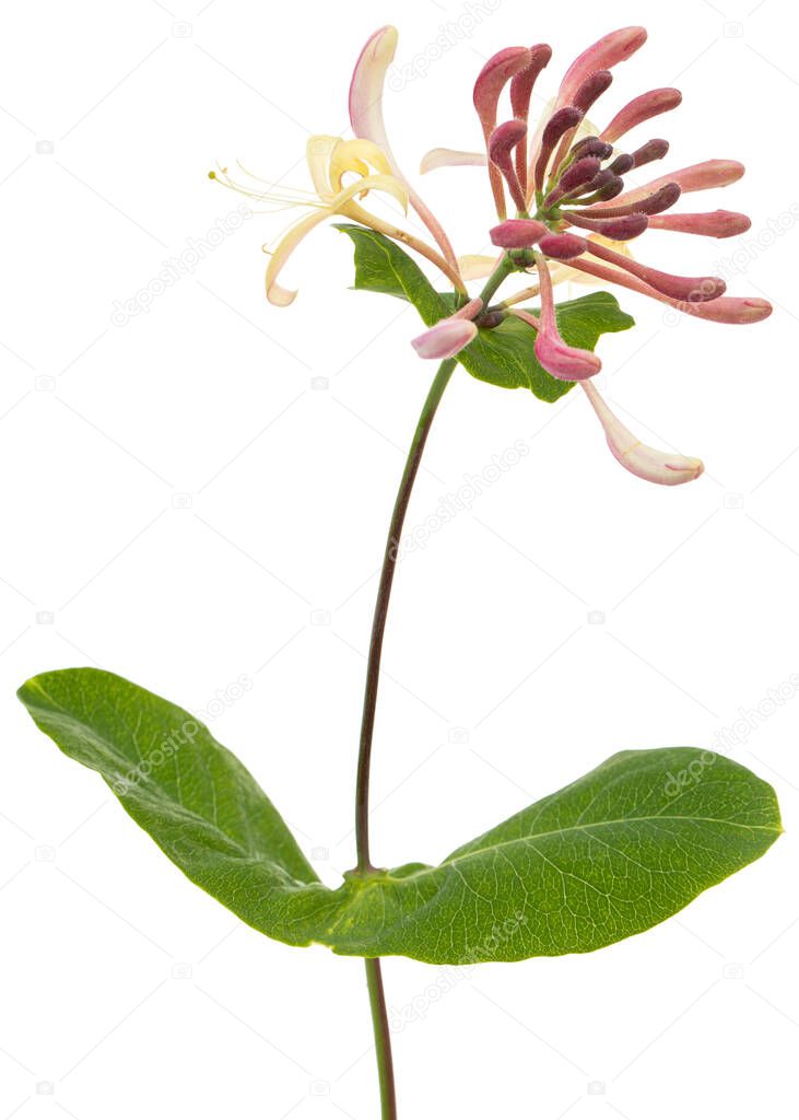 Flowers of honeysuckle, lat. Lonicera caprifolium, isolated on white background