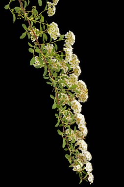 Beyaz Spirea aguta çiçekleri ya da gelin çelengi, siyah arka planda izole edilmiş.