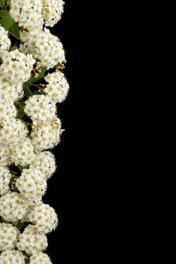 Beyaz Spirea aguta çiçekleri ya da gelin çelengi, siyah arka planda izole edilmiş.