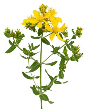 Beyaz arka planda izole edilmiş sarı Hypericum çiçeklerinin aşılanması