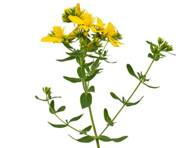 Beyaz arka planda izole edilmiş sarı Hypericum çiçeklerinin aşılanması