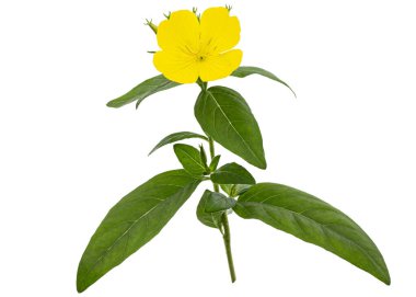 Sarı Çiçek Akşam Çuha Çiçeği, latte. Oenothera, beyaz arka planda izole