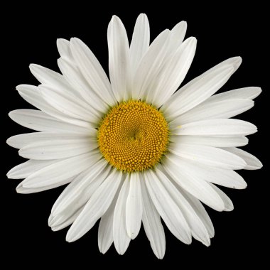 White flower of chamomile, lat. Matricaria, isolated on black background clipart