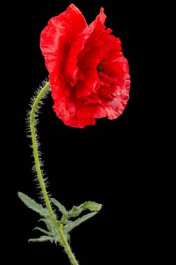 Kırmızı haşhaş çiçeği, latte. Papaver, siyah arkaplanda izole