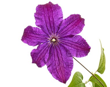 Mor klematis çiçeği, beyaz arkaplanda izole edilmiş.