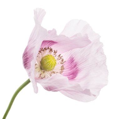 Açık mor gelincik çiçeği, beyaz arkaplanda izole edilmiş.