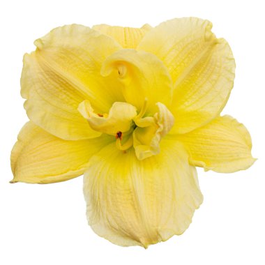 Sarı zambak çiçeği, zambak çiçeği, beyaz arka planda izole.