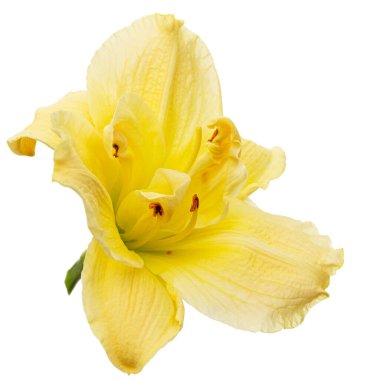 Sarı zambak çiçeği, zambak çiçeği, beyaz arka planda izole.