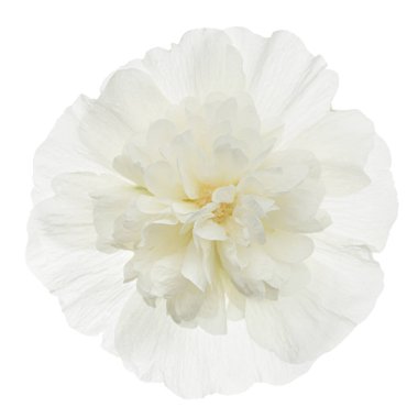 Beyaz arkaplanda yalıtılmış, beyaz mallow çiçeği.