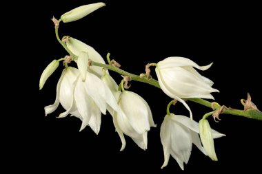 Yukka 'nın beyaz çiçekleri, siyah arkaplanda izole edilmiş.