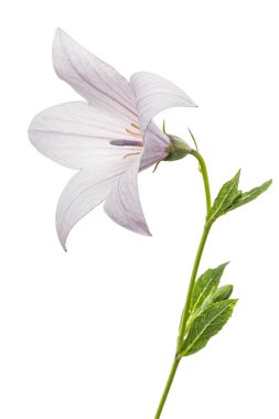 Beyaz arka planda izole edilmiş Platycodon Grandiflorus veya çan çiçekleri
