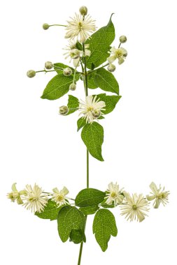 Clematis 'in çiçekleri ve yaprakları. Clematis vitalba L., beyaz arkaplanda izole edilmiş. 