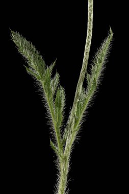 Yeşil yaprak ve haşhaş sapı. Papaver, siyah arkaplanda izole