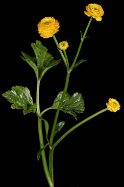 Düğünçiçeği, siyah arkaplanda izole.