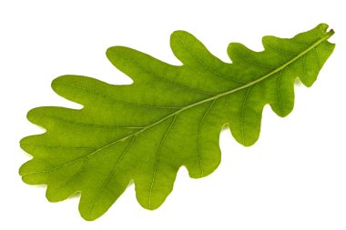 Genç meşe yaprağı, beyaz arka planda izole edilmiş.