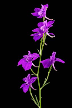 Vahşi Delphinium 'un mor çiçeği, larkspur çiçeği, siyah arka planda izole edilmiş.