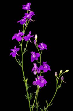 Vahşi Delphinium 'un mor çiçeği, larkspur çiçeği, siyah arka planda izole edilmiş.
