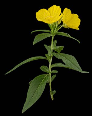 Sarı Çiçek Akşam Çuha Çiçeği, latte. Oenothera, siyah arka planda izole edilmiş.