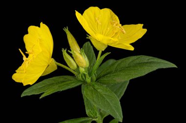 Sarı Çiçek Akşam Çuha Çiçeği, latte. Oenothera, siyah arka planda izole edilmiş.