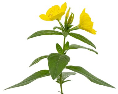 Sarı Çiçek Akşam Çuha Çiçeği, latte. Oenothera, beyaz arka planda izole