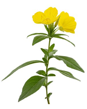 Sarı Çiçek Akşam Çuha Çiçeği, latte. Oenothera, beyaz arka planda izole