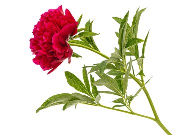 Kırmızı şakayık çiçeği, beyaz arkaplanda izole edilmiş.