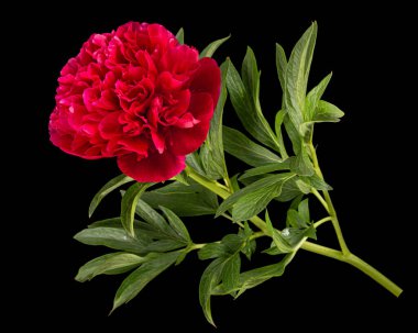 Siyah arka planda izole edilmiş kırmızı şakayık çiçeği.