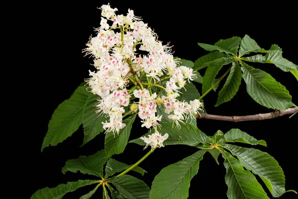 Witte Kastanjebloemen Bladeren Aesculus Hippocastanum Geïsoleerd Zwarte Achtergrond — Stockfoto