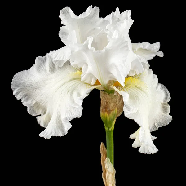 Flor Branca Íris Close Isolada Sobre Fundo Preto — Fotografia de Stock