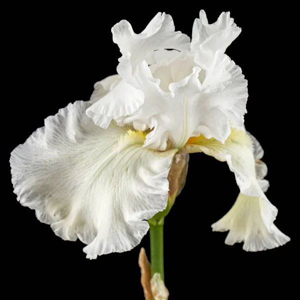 Weiße Blume Der Iris Nahaufnahme Isoliert Auf Schwarzem Hintergrund — Stockfoto