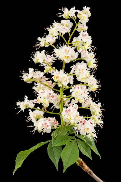 Білі Каштанові Квіти Лист Aesculus Hippocasanum Ізольовані Чорному Тлі — стокове фото