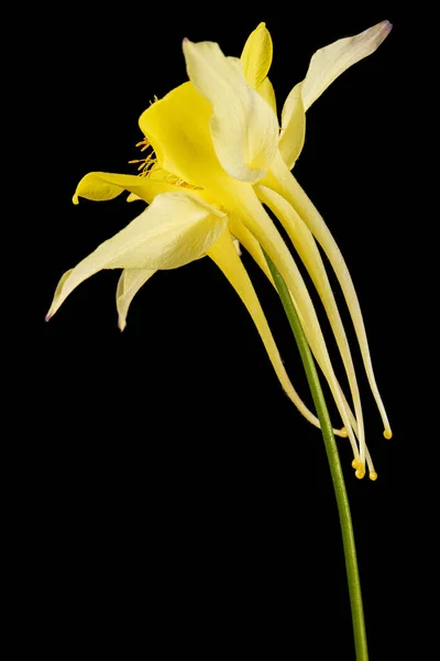 Flor Amarilla Aquilegia Flor Del Primer Plano Cuenca Aislada Sobre — Foto de Stock