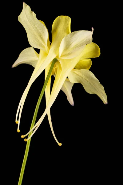 Flor Amarilla Aquilegia Flor Del Primer Plano Cuenca Aislada Sobre — Foto de Stock