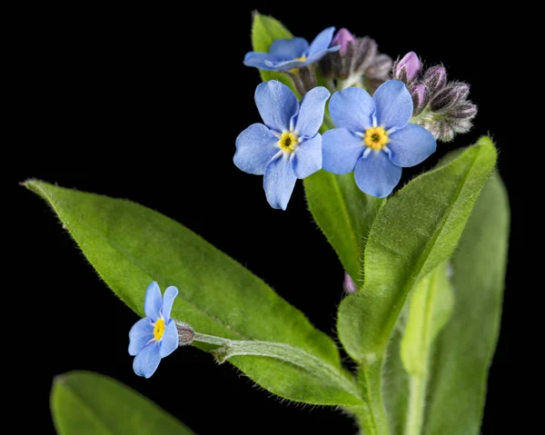 Blå Blomma Glöm Mig Inte Lat Myosotis Arvensis Isolerad Svart — Stockfoto