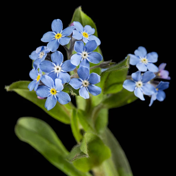 Блакитна Квітка Лат Міосотікс Ізольований Чорному Тлі — стокове фото