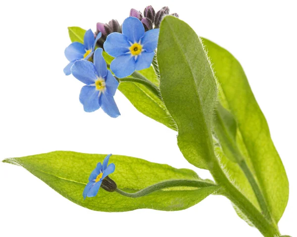 Niebieski Kwiat Nie Zapomnij Mnie Lat Myosotis Arvensis Izolowany Białym — Zdjęcie stockowe
