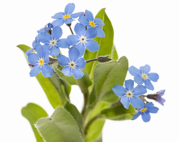 Блакитна Квітка Лат Міосотікс Ізольований Білому Тлі — стокове фото