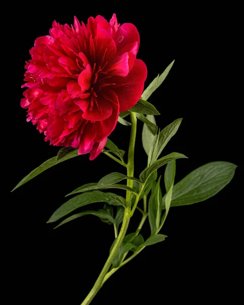 Siyah Arka Planda Izole Edilmiş Kırmızı Şakayık Çiçeği — Stok fotoğraf
