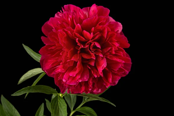 Rote Blüte Der Pfingstrose Isoliert Auf Schwarzem Hintergrund — Stockfoto