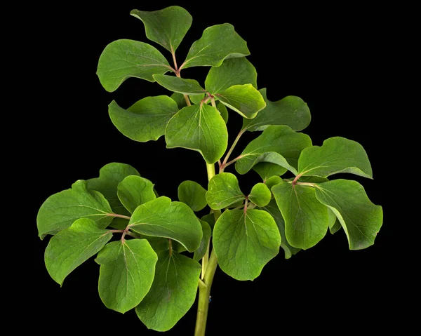 Daun Hijau Bunga Peony Terisolasi Pada Latar Belakang Hitam — Stok Foto